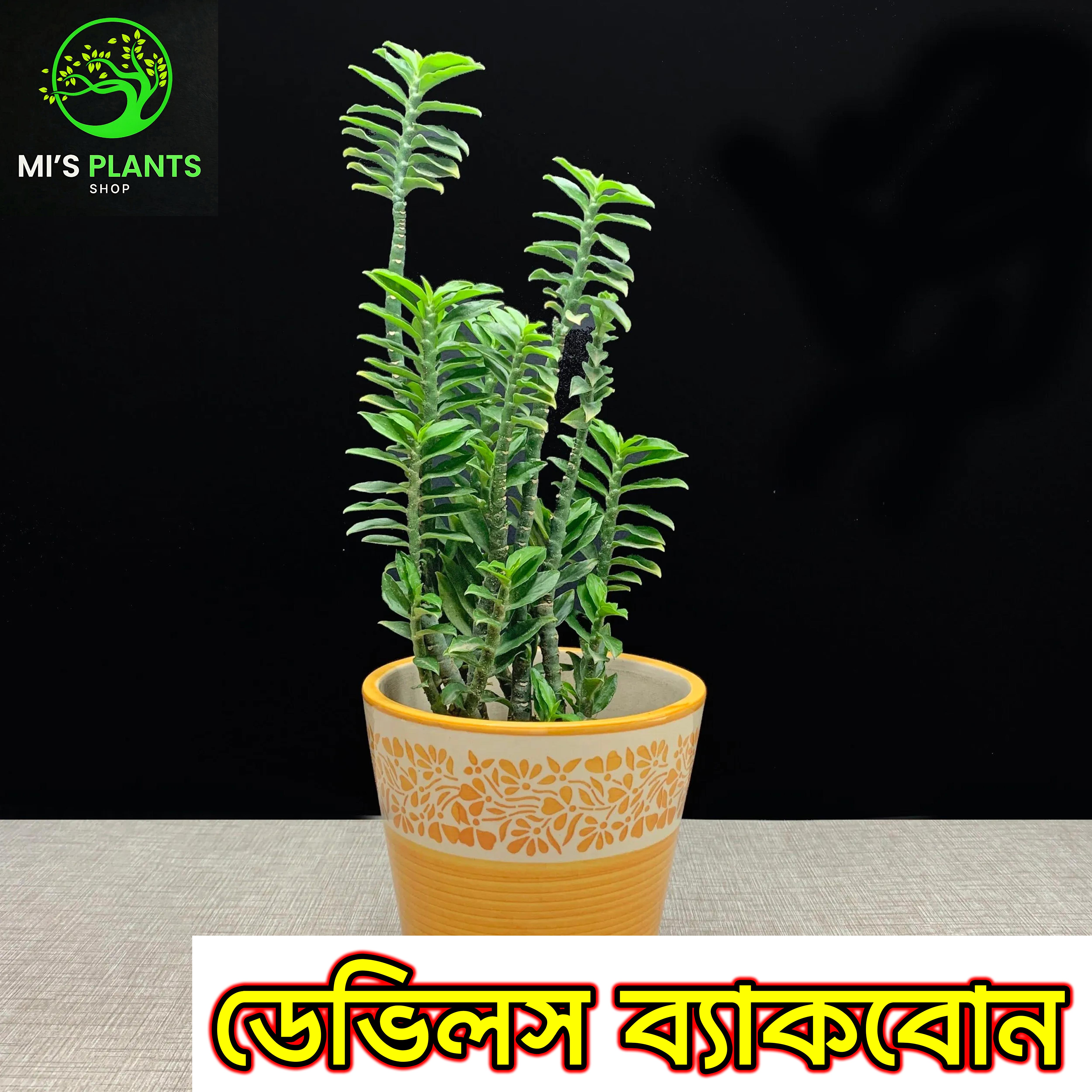 Devil's Backbone/Euphorbia Tithymaloides, Dwarf DB Plant [1 Piece Plant/Cutting] MI's Plants. 