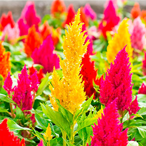 Global Mixed Celosia Flower Seeds - 20 pcs " seeds