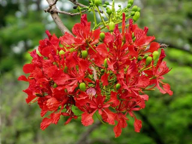 Global Krishnachura (Delonix regia) 05Pcs Seeds. 