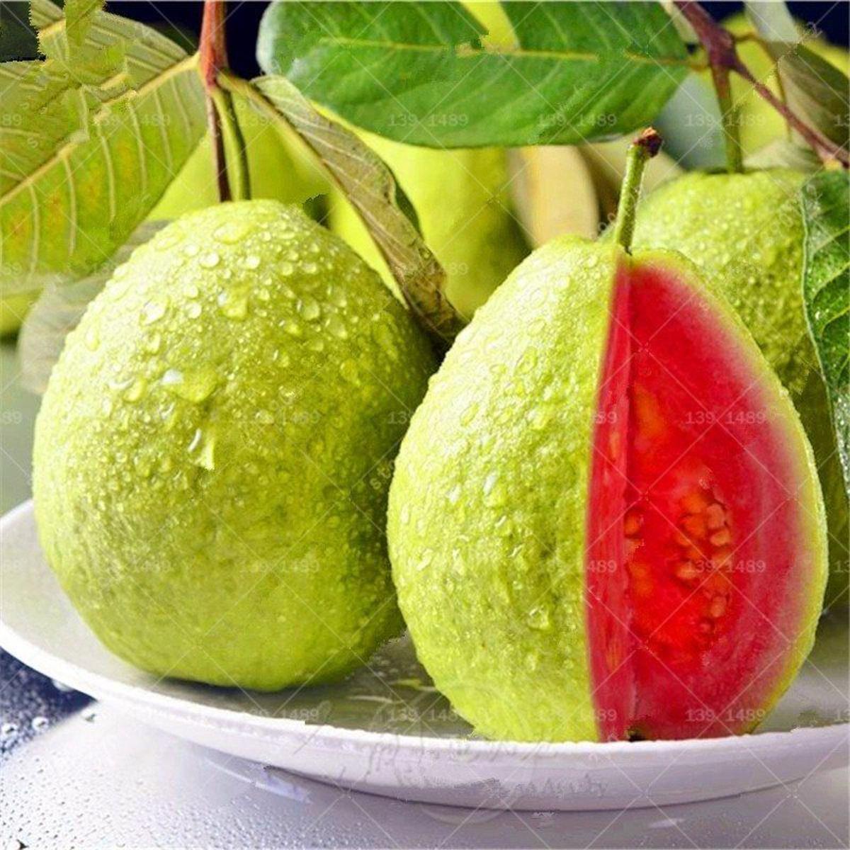 হাইব্রিড f1 রেড লেডি পেঁপে 10 বীজ তাইওয়ান