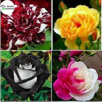 Rose Seeds Of Multicolor Colors - 20 peach seeds (Global Seeds). 
