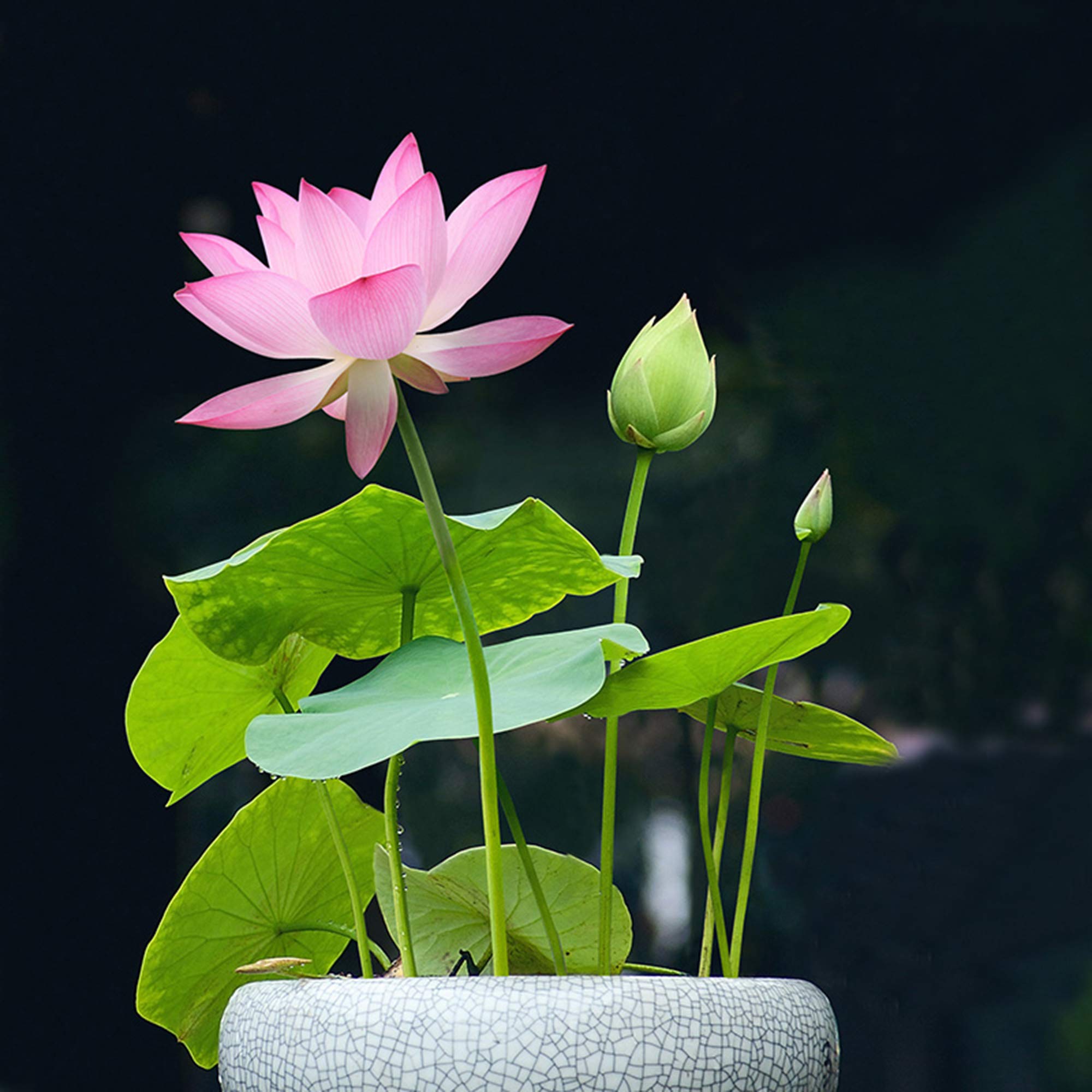 Poddo flower 2 pice, Jol Poddo Ful / Lotus Flower Seeds. 