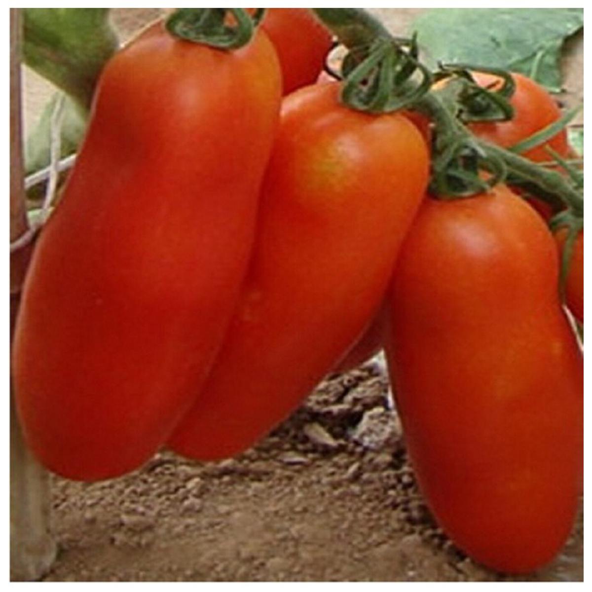 20 Pcs(বীজ) Bunches of Bananas Tomato Seeds Vegetable Bonsai Seeds
