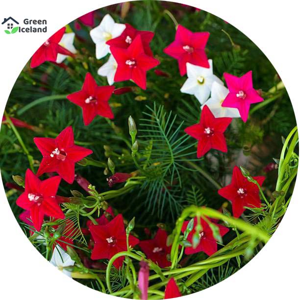 Cunjo flower seeds (cucumber seeds) -20 pce seeds