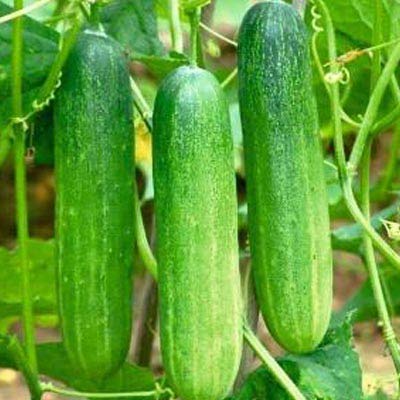 Hybrid Bonsai Cucumber  Vegetable  - 20 Pcs seeds. 