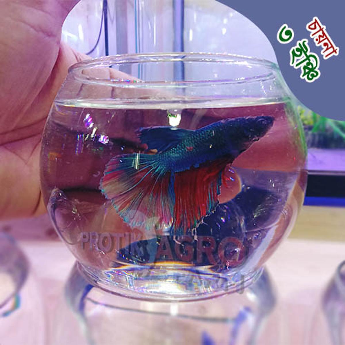 Fish Online at Best Price in Bangladesh Daraz BD