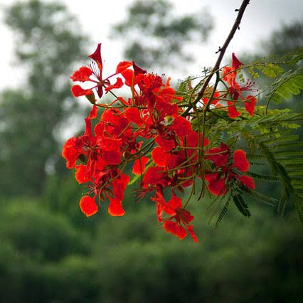 Global Krishnachura (Delonix regia) 05Pcs Seeds. 