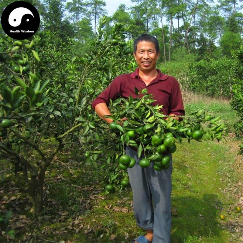 Bitter Orange Tree Semente  Plant & seeds  Citrus Aurantium For Aurantii Zhi Qiao. 