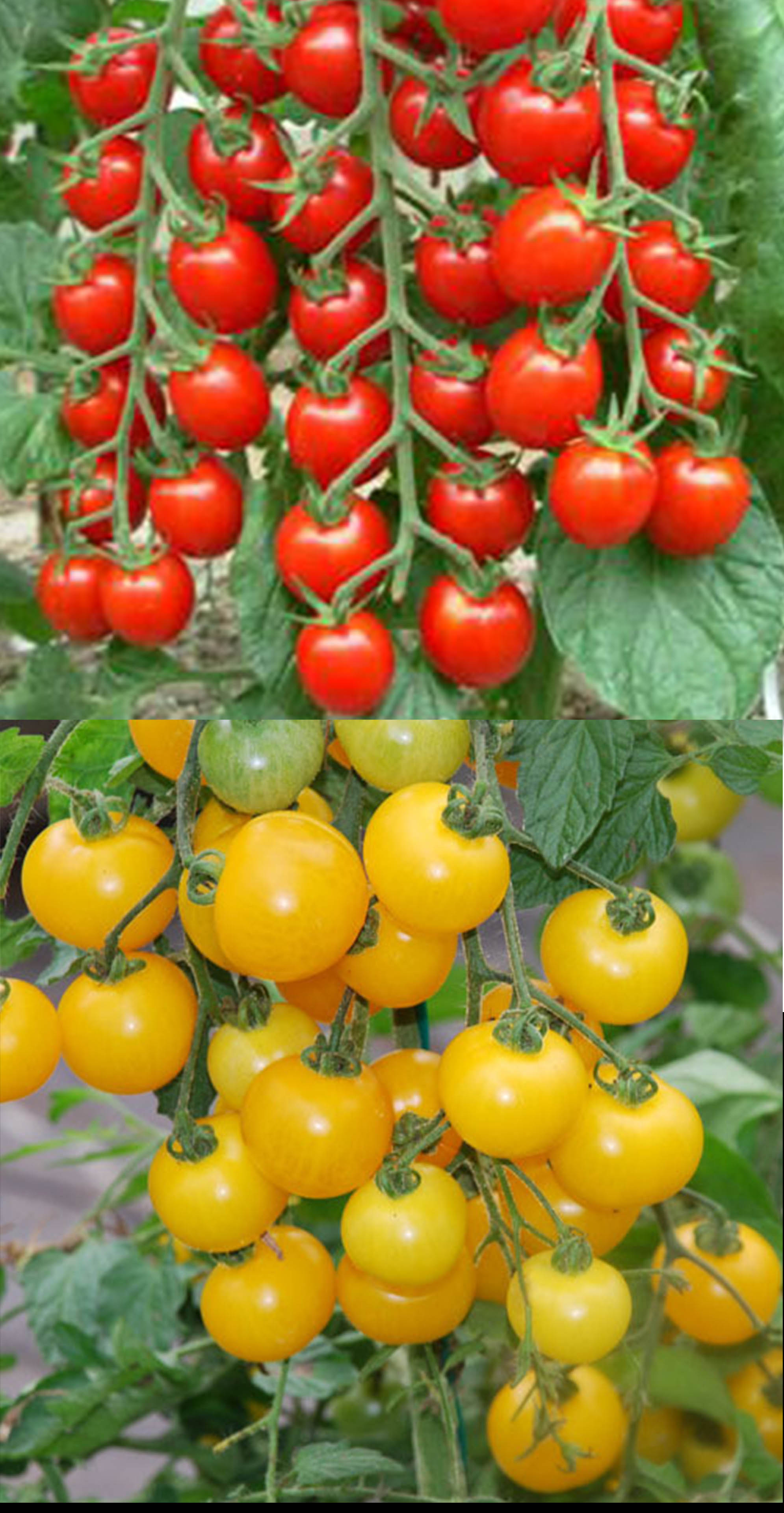 Cherry Tomato Seed Combo Pack - -20 pcs each - Total 40 pcs Seed - Red and Yellow - চেরি টমেটো বীজের কোম্বো প্যাক