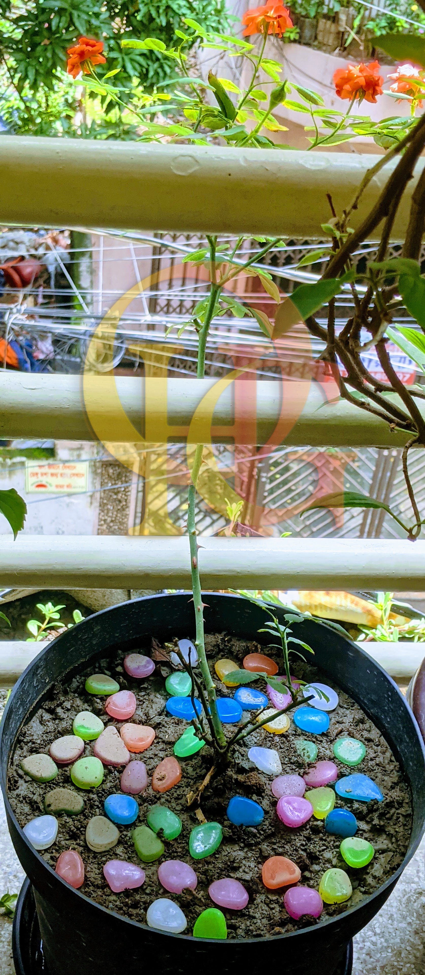 Artificial Luminous 50pcs Stone, Radium Stone, Glow in the Dark Fluorescent Pebbles Aquarium Fish Tank and Tree Tub Decorative Stones by OHG. 