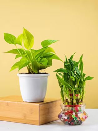 Money Plant + Lucky Bamboo Combo Pack (Without vase)