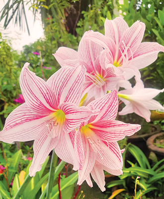 Advanced inspiring - Premium Quality - Lily Flower Bulb (2 Piece), Stripe Barbados Lily - Vintage Choice - Expression of Yourself. 
