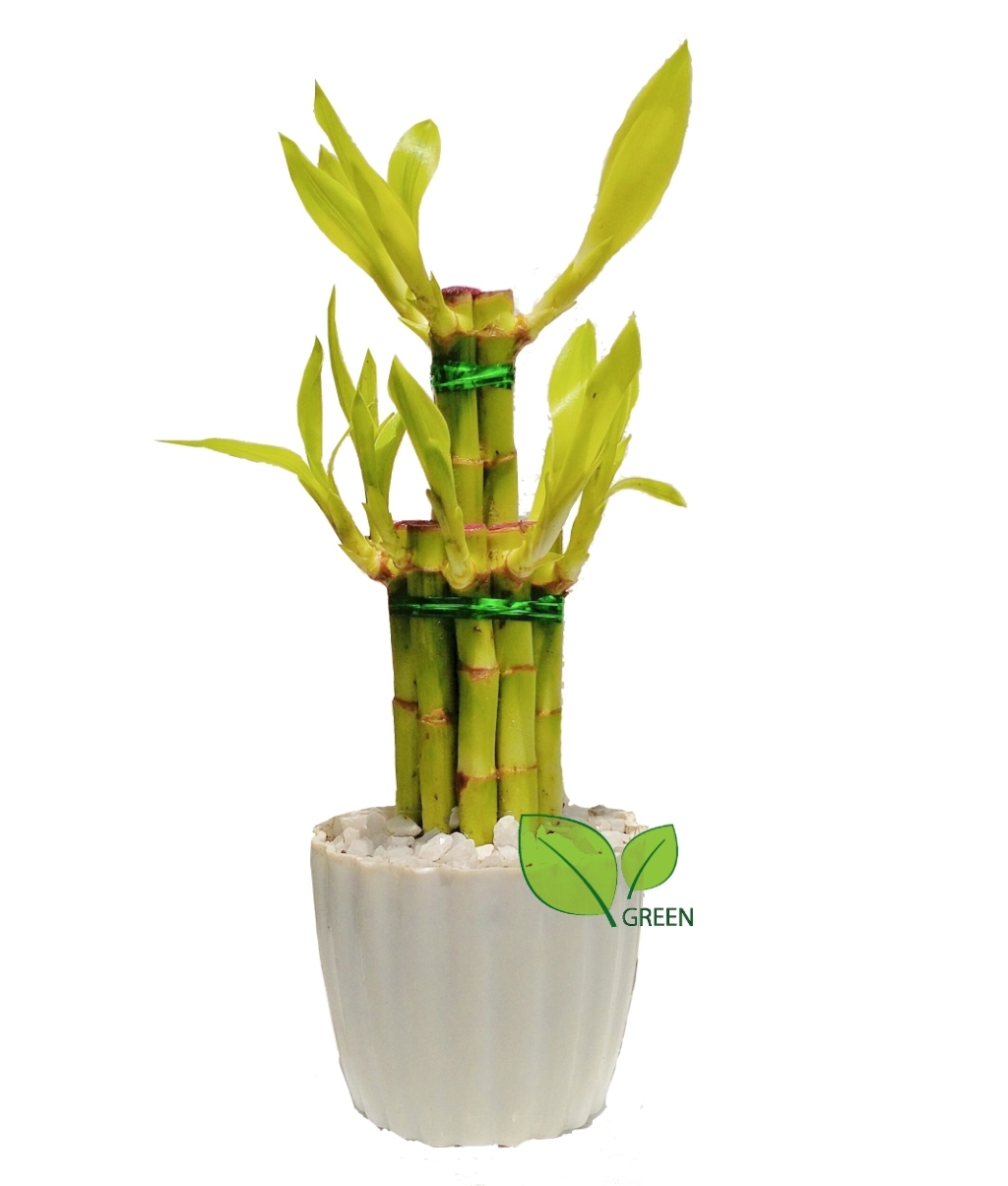 Lucky Bamboo Plant 02 layer Design with potting