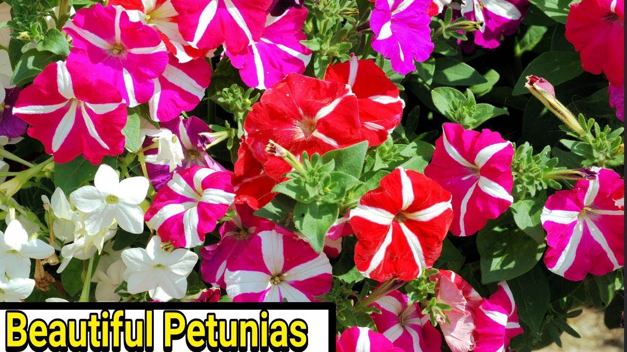 Hanging Petunia Seeds Melissa Flower - 30pcs. 