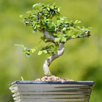 10 Pcs Fukien Tea Bonsai Tree Seeds Global Seeds Buy Online At Best Prices In Bangladesh Daraz Com Bd
