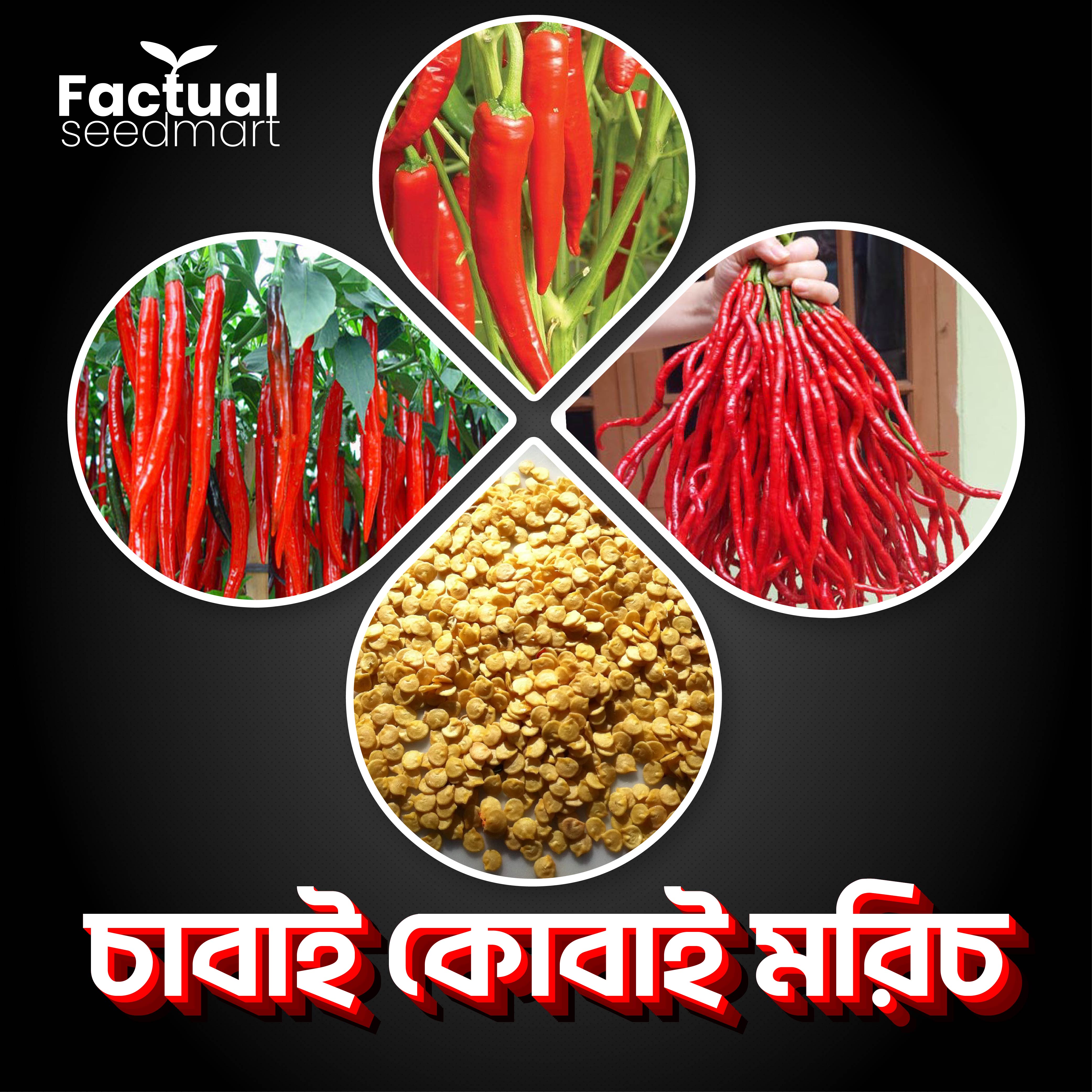 Chabai kobai Red Pepper Seeds 70pics + Gift