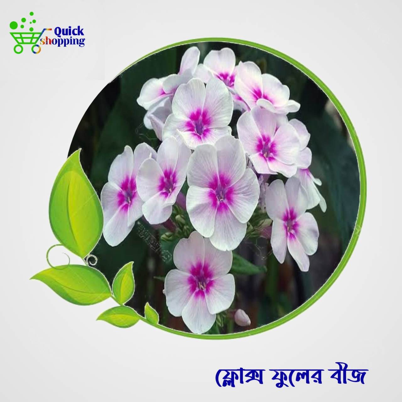 All Season Phlox Flowers Hybrid Seeds 25 Pice