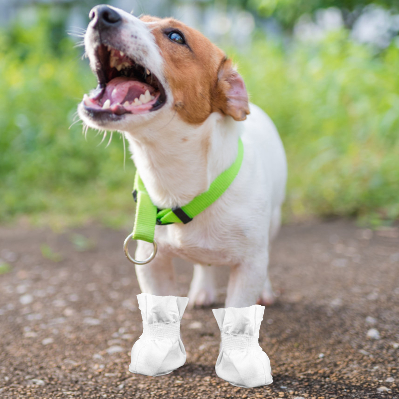 Shoes for dogs that drag best sale their paws