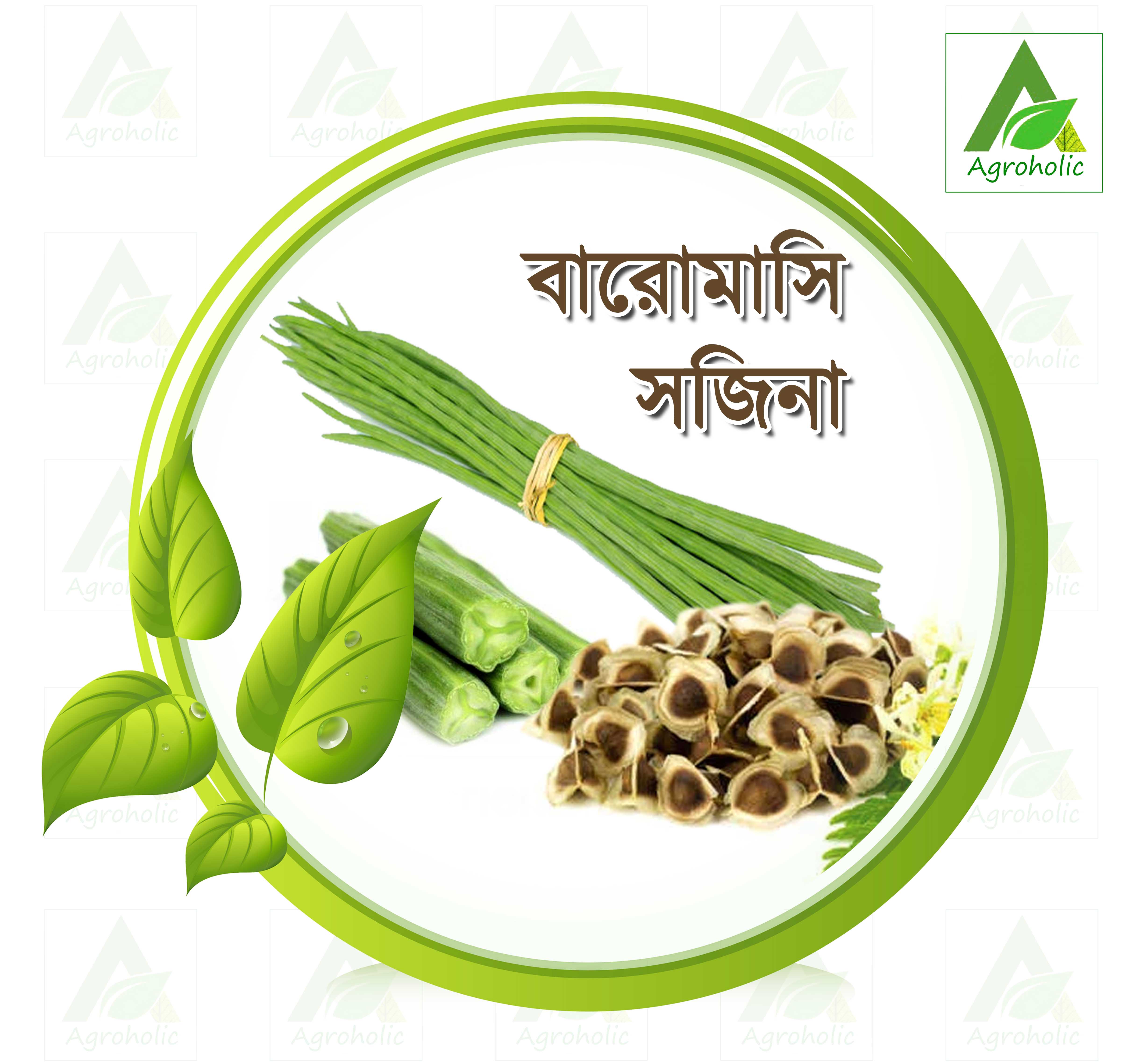 ODC-3 Moringa Seeds (Indian) - 10 Seeds. 