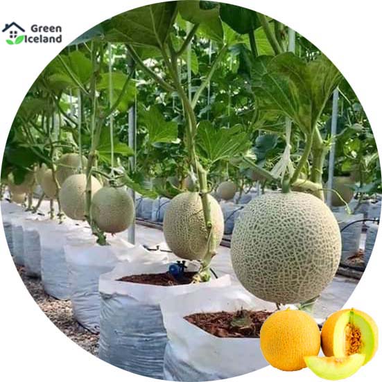 8 Pcs Natural Delicious Mini Sweet Melon SeedS