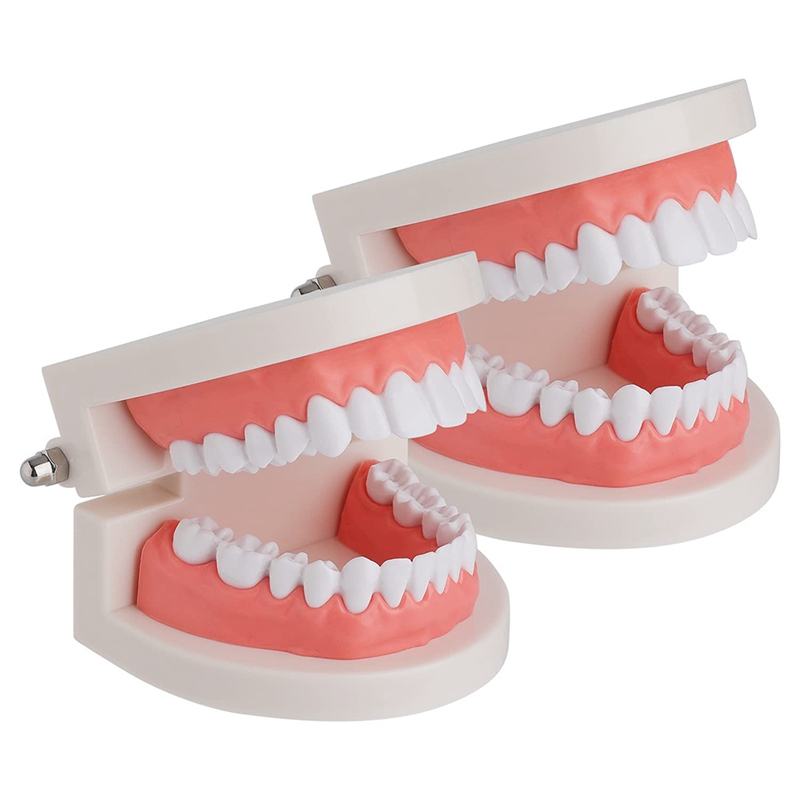 2 Pack Dental Mouth Model Human Teeth Model for Teaching Studying. 
