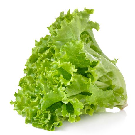 4 type salad plat vegetable seeds 40 piece. cabbage, purple cabbage, chyna cabbage, letus.. 