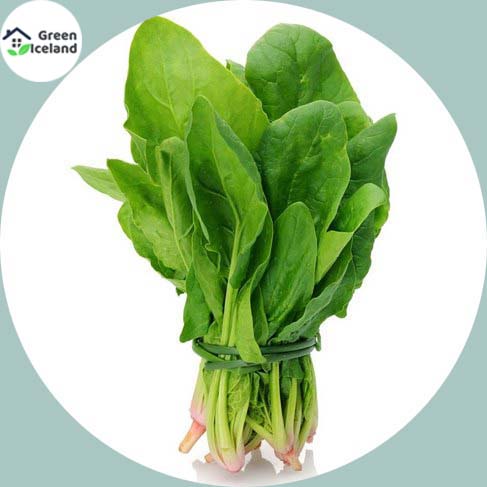 Spinach / Palong Shak Seeds - 100 Pcs Seeds (Imported Global Seeds). 