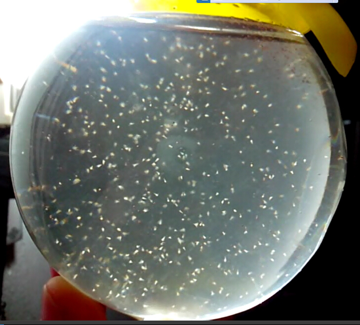 One Piece 15 mm L Sea Monkey Monkeys Eggs Fairy Brine Shrimp Grow Artemia Salina Crayfish Prawns NOT Triops Egg Toy Hatch Toys. 