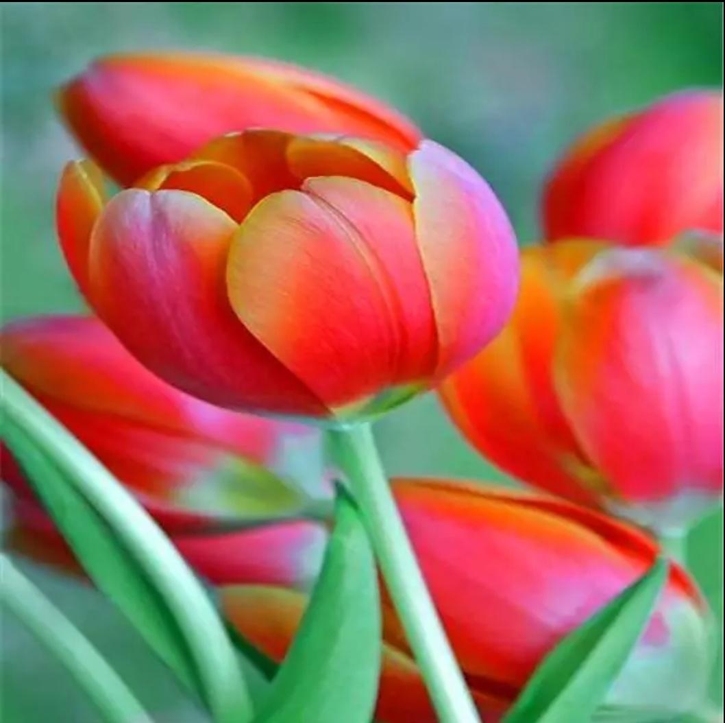 Tulip Flower Meaning In Bengali Best Flower Site