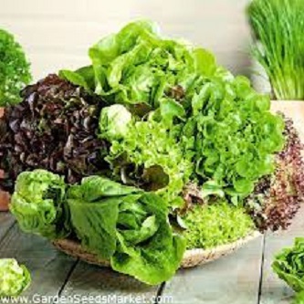 intake pack 50Pcs Letus seeds  Product Type:Bonsai Size:Mini Size:Large Size:Small Size:Medium Flowerpot:Excluded Cultivating Difficulty Degree:Very Easy Applicable Constellation:Sagittarius Style:Perennial Type:Foliage Plants Climate:Temperate Full-bloom. 