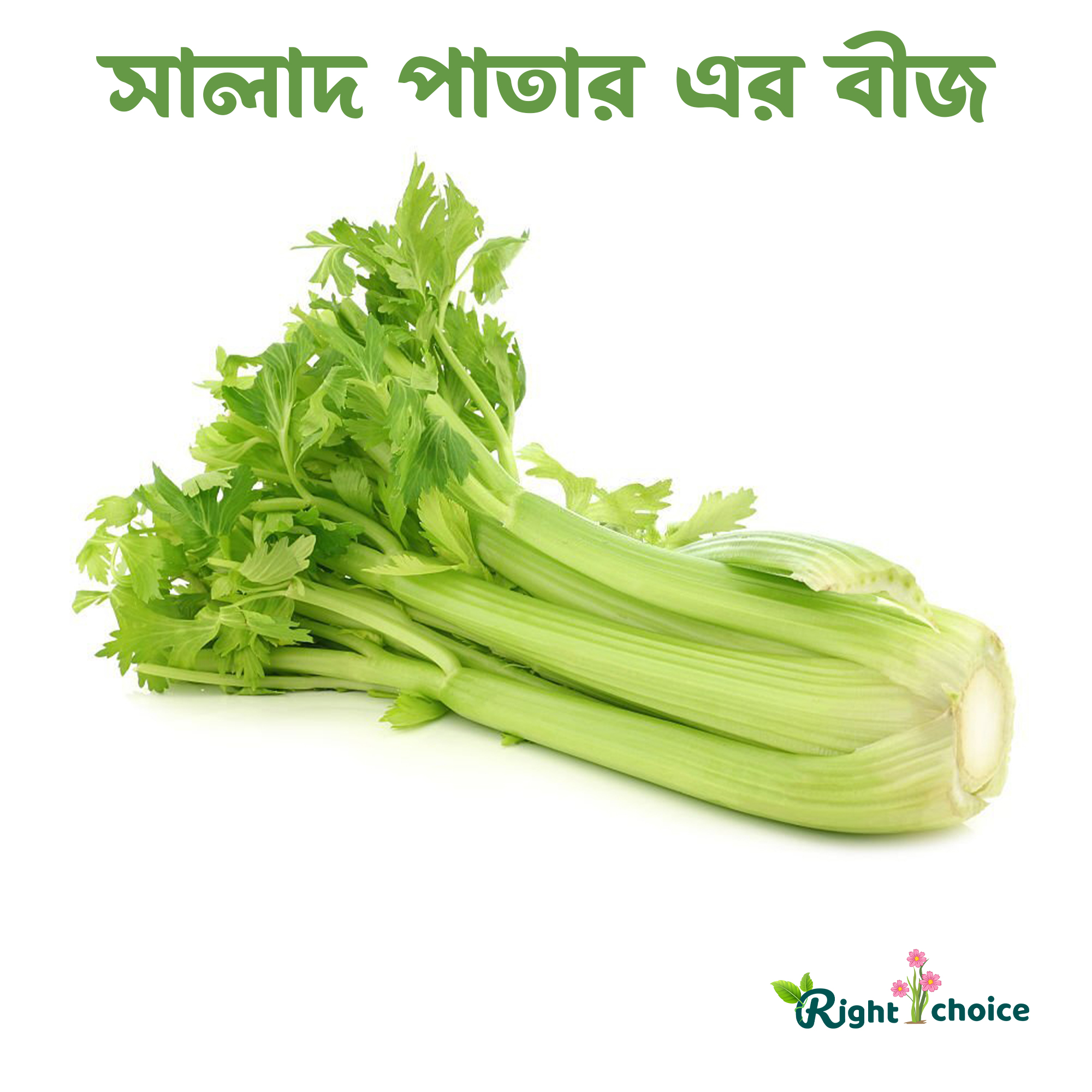 Hybrid Green Salat Pata (Celery) Seeds 120 pice + gift