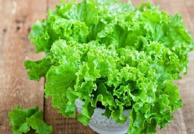 Lettuce Leaf Seeds 30 pice (All Season Hybrid Lettuce Leaf)