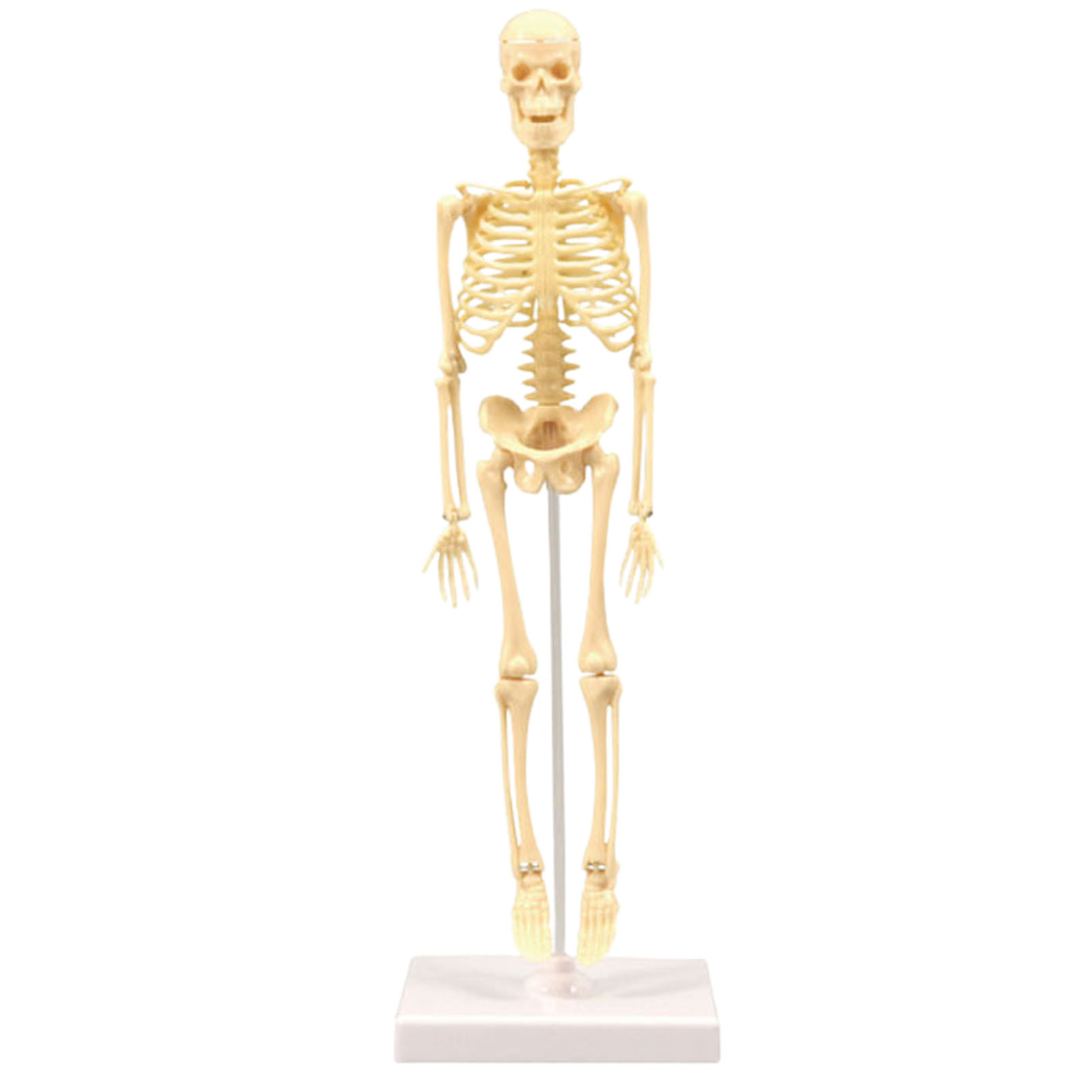 Skeleton Model Practical Ability Smooth Plastic Biological  Science Learning Kit for Kids. 
