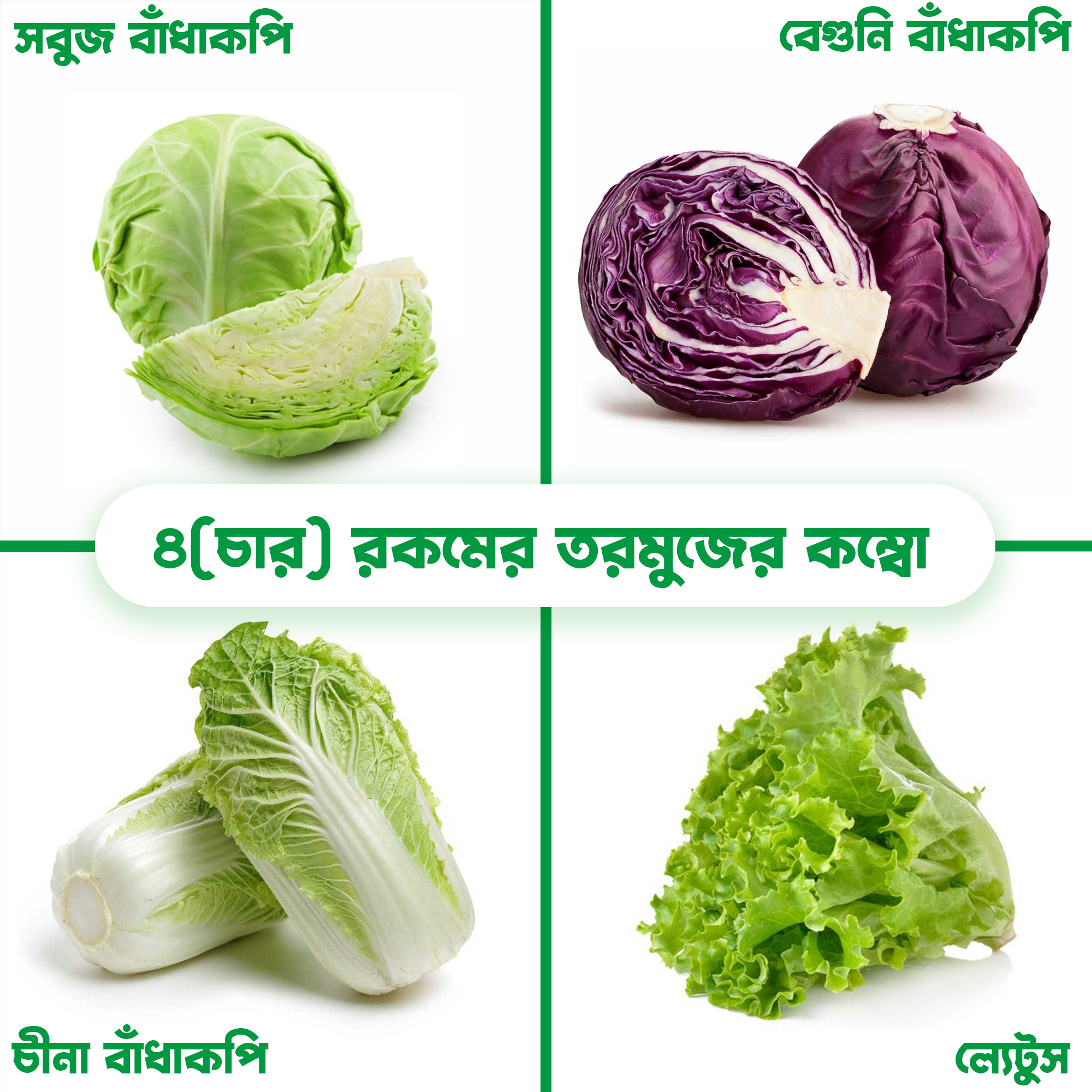 4 type salad plat vegetable seeds 40 piece. cabbage, purple cabbage, chyna cabbage, letus.