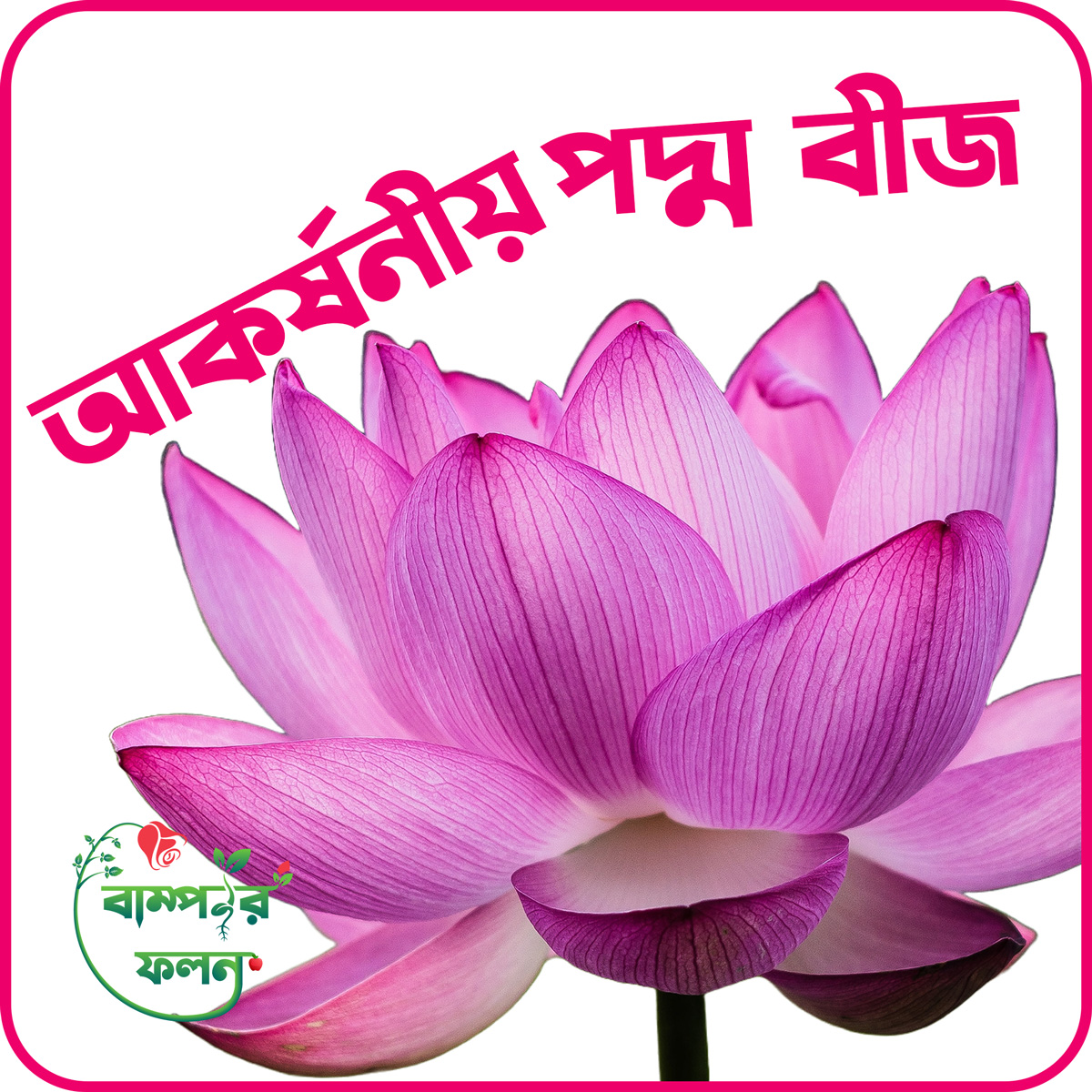 Poddo flower 2 pice, Jol Poddo Ful / Lotus Flower Seeds