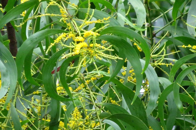 Akashmani Tree Seeds - 40 Pcs (আকাশমনি গাছের বীজ). 