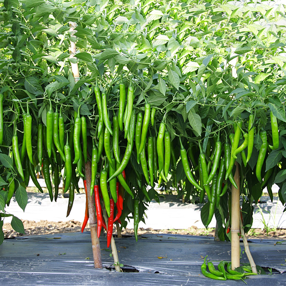 Hybrid morich super f1 Chilli 20 seeds. Bumper yield and sensational Original morich super f1, in just 45 days of all seasons. 