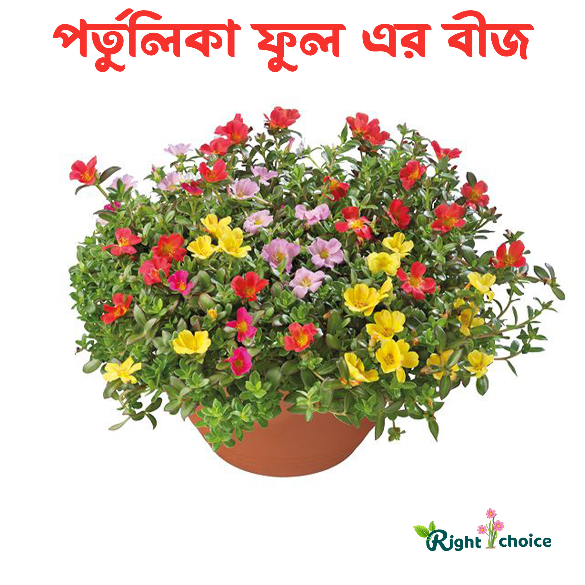 Portulika Flowers Seeds 49 Pice + gift