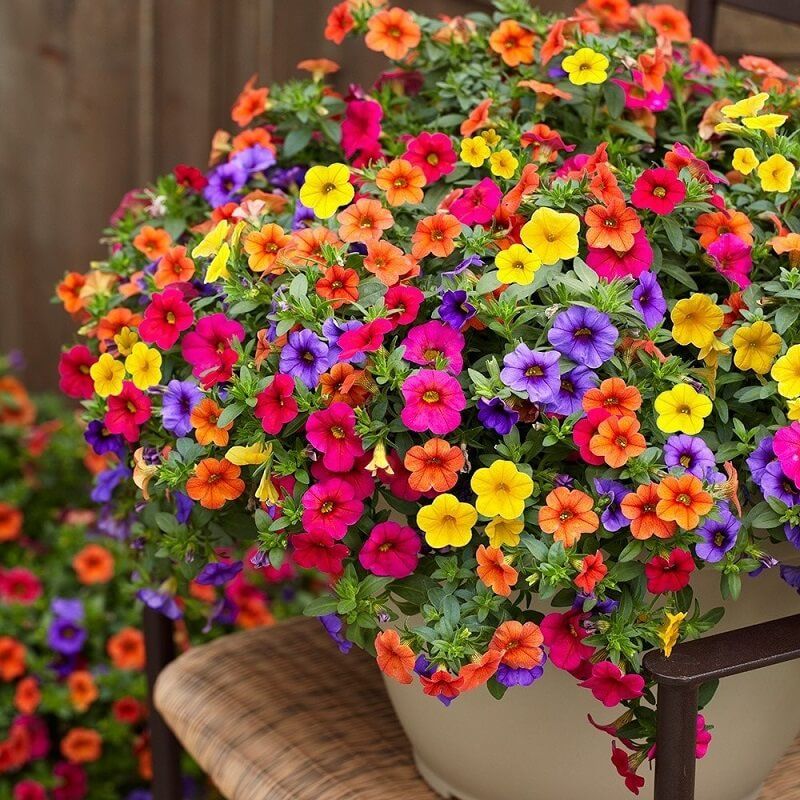 All Season Global Mix Petunia - 40pcs Seeds