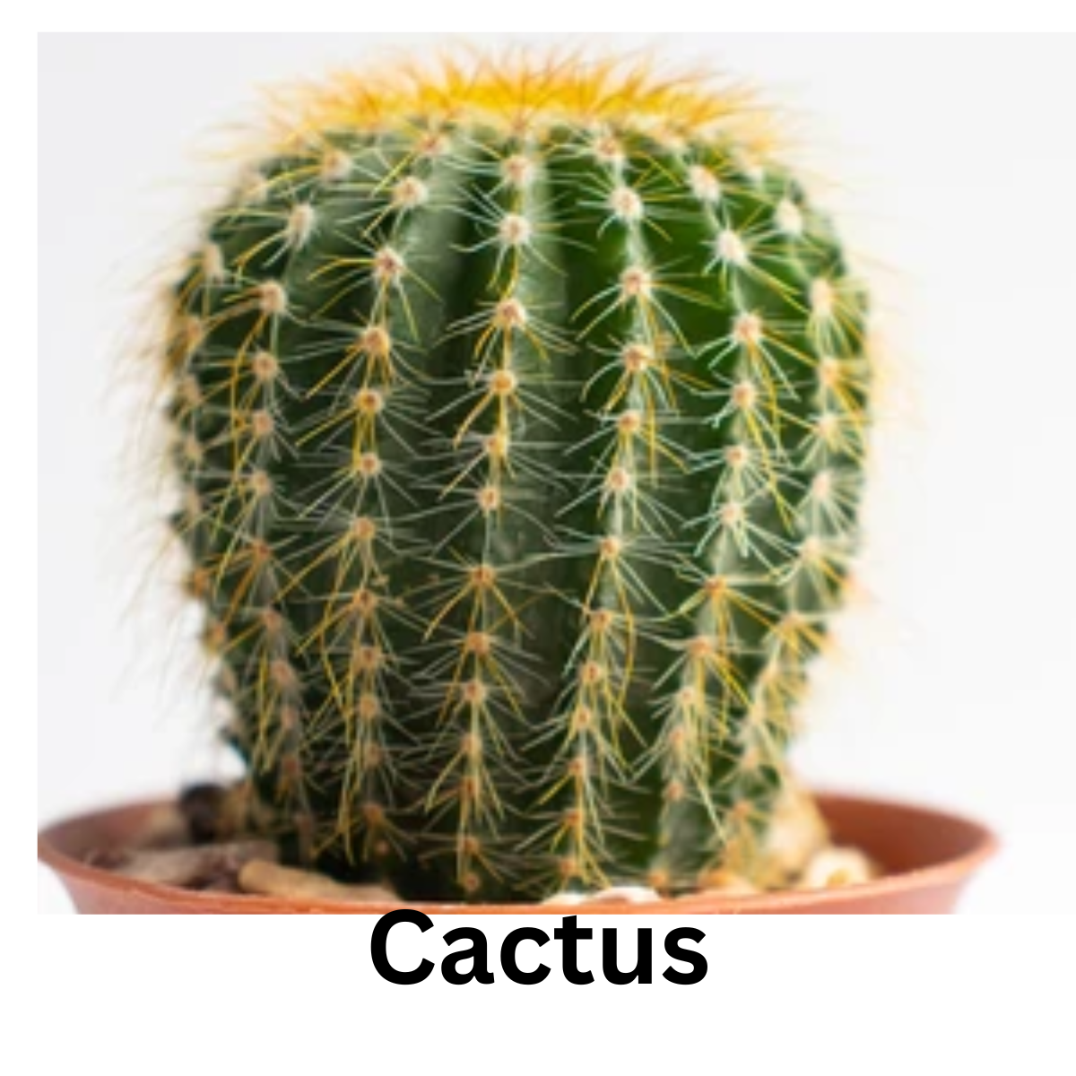 Cactus rooted with pot for indoor gerden (1pcs)