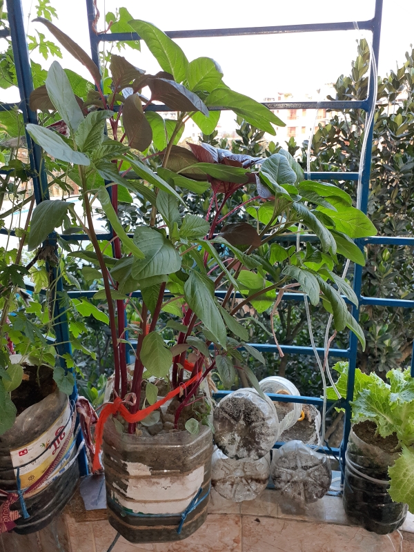 Data Shak Seeds - 10 gm. 