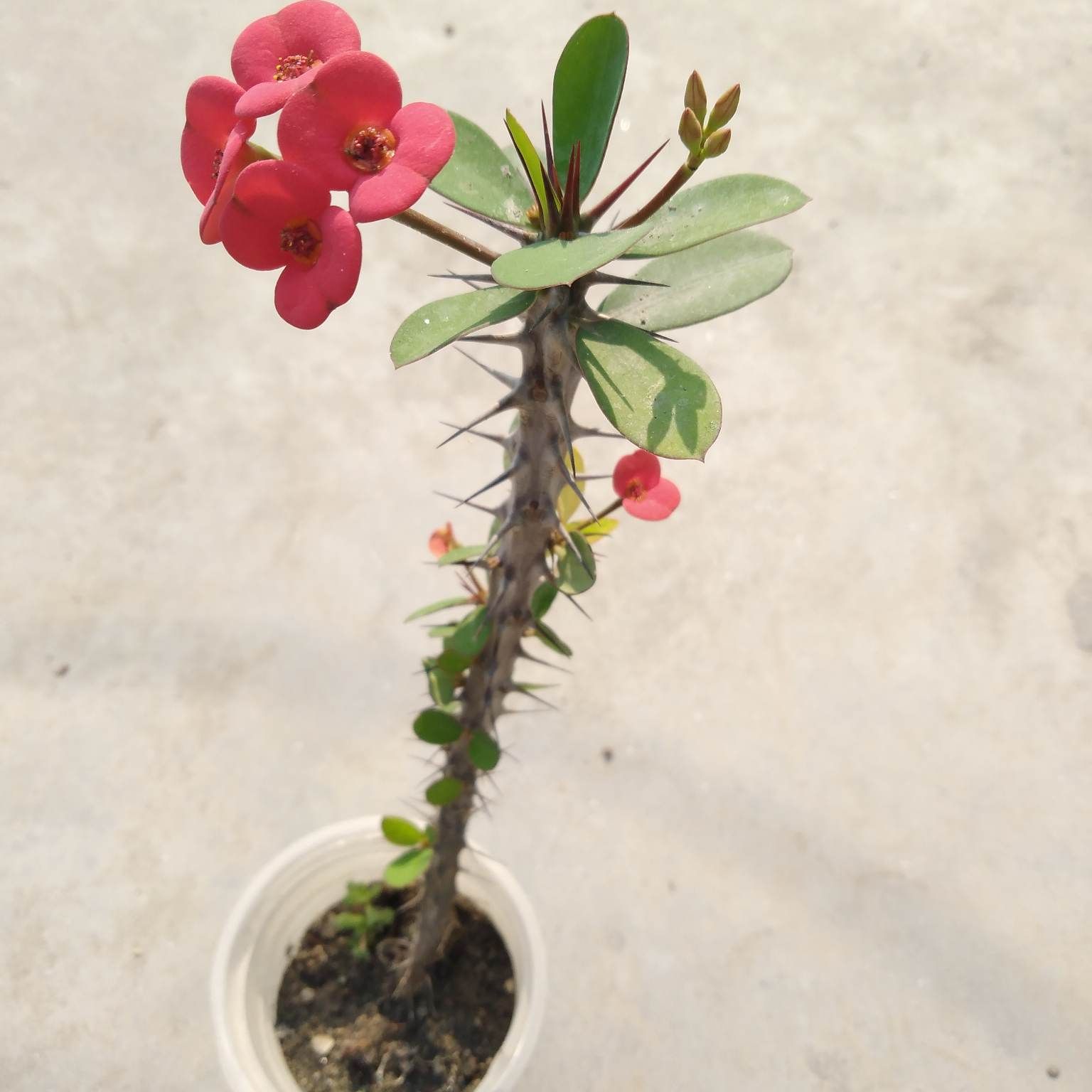 euphorbia mili red flower 1 live plant