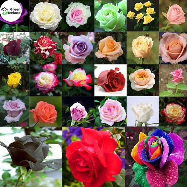 Rose Seeds Of Multicolor Colors - 20 peach seeds (Global Seeds). 