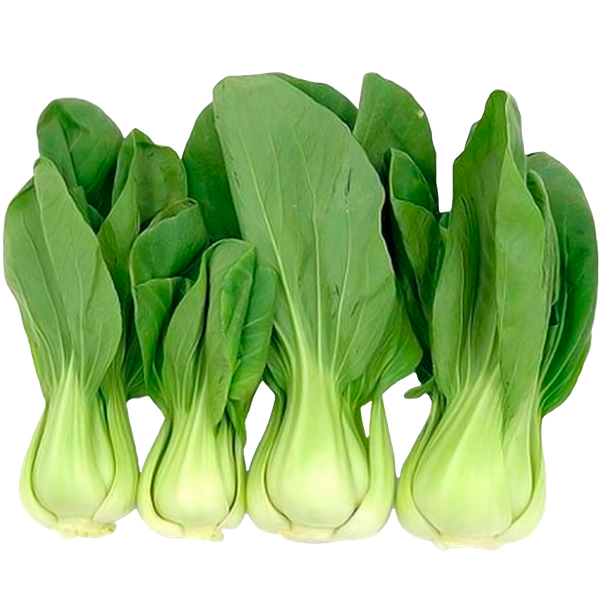 Bok Choy Seeds 100+pcs Re-Pack. 