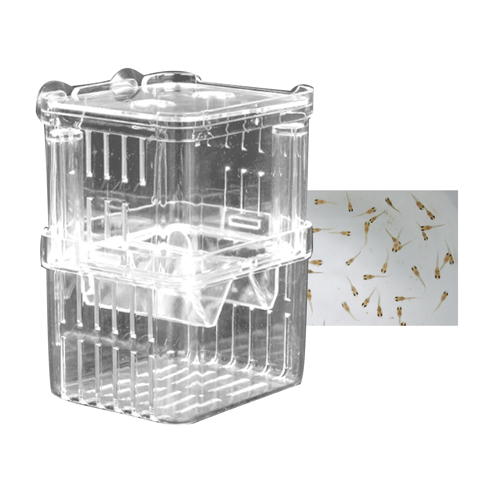 【Xiaofeng】Breeding Tank Versatile Aquarium Isolation Box. 