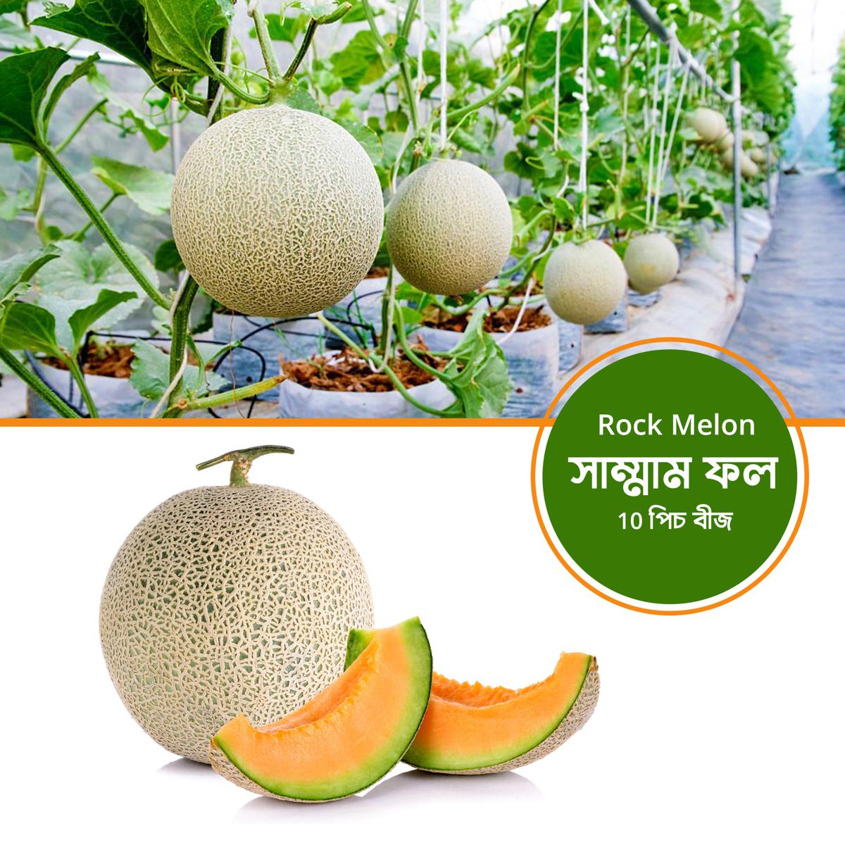05 pcs Rock Melon (সাম্মাম ফল ) Seeds. / Rock Melon  seeds