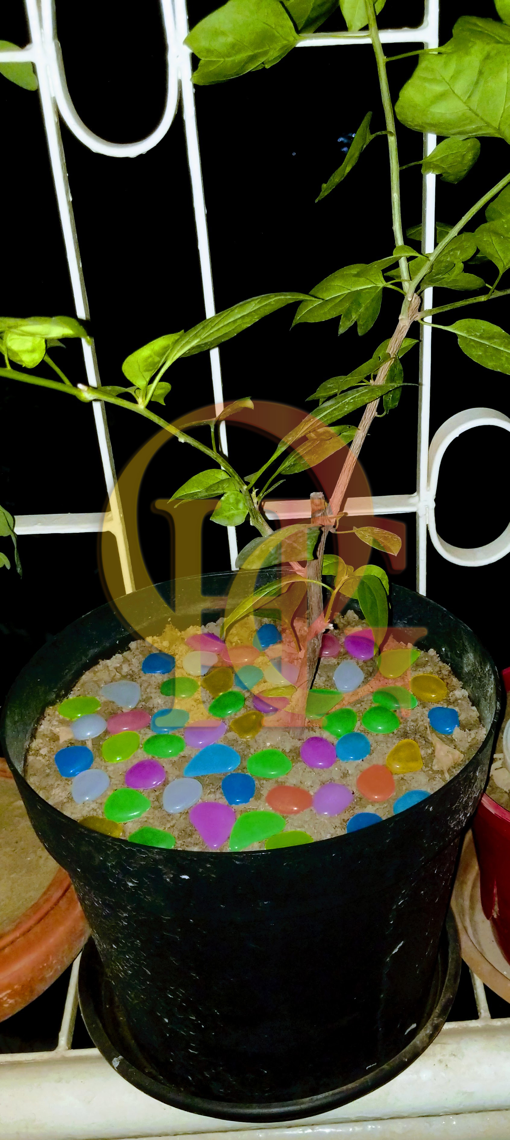 Artificial Luminous 50pcs Stone, Radium Stone, Glow in the Dark Fluorescent Pebbles Aquarium Fish Tank and Tree Tub Decorative Stones by OHG. 