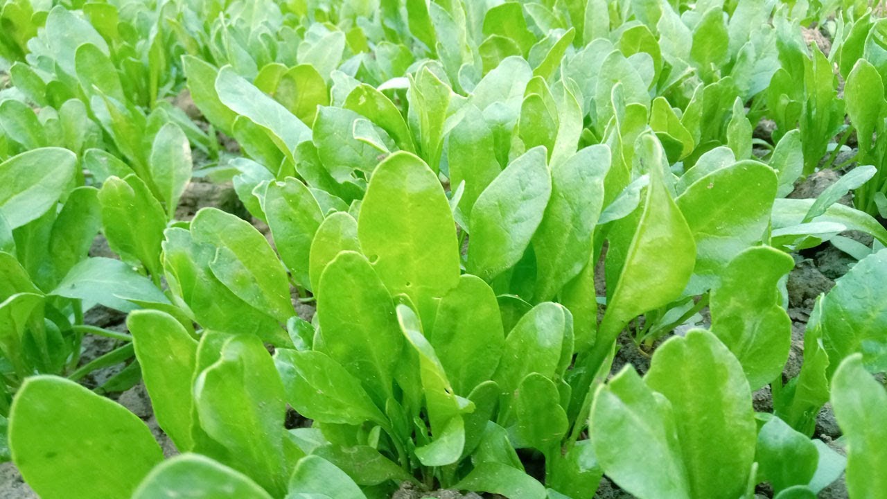 SPINACH SEEDS Palong Shak (Intact 2 Paket). 
