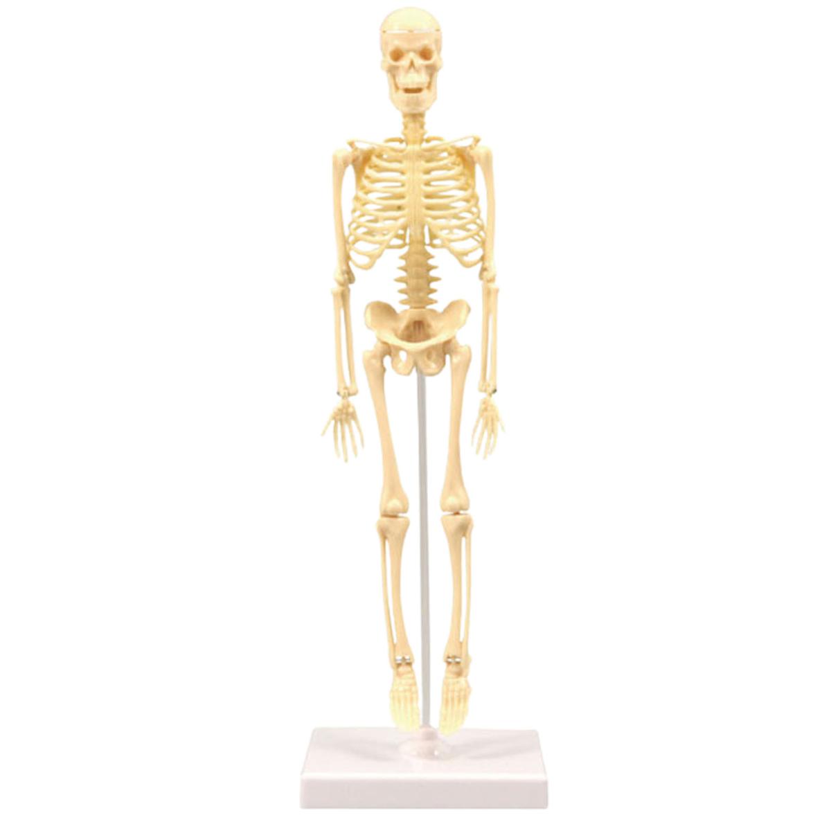 Skeleton Model Practical Ability Smooth Plastic Biological  Science Learning Kit for Kids