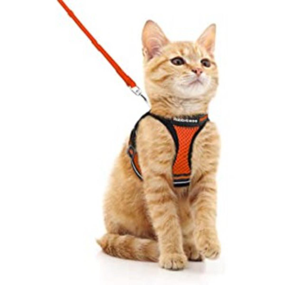 Orange hotsell cat harness